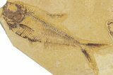 Slab With Two Fossil Fish (Diplomystus & Knightia) - Wyoming #354040-2